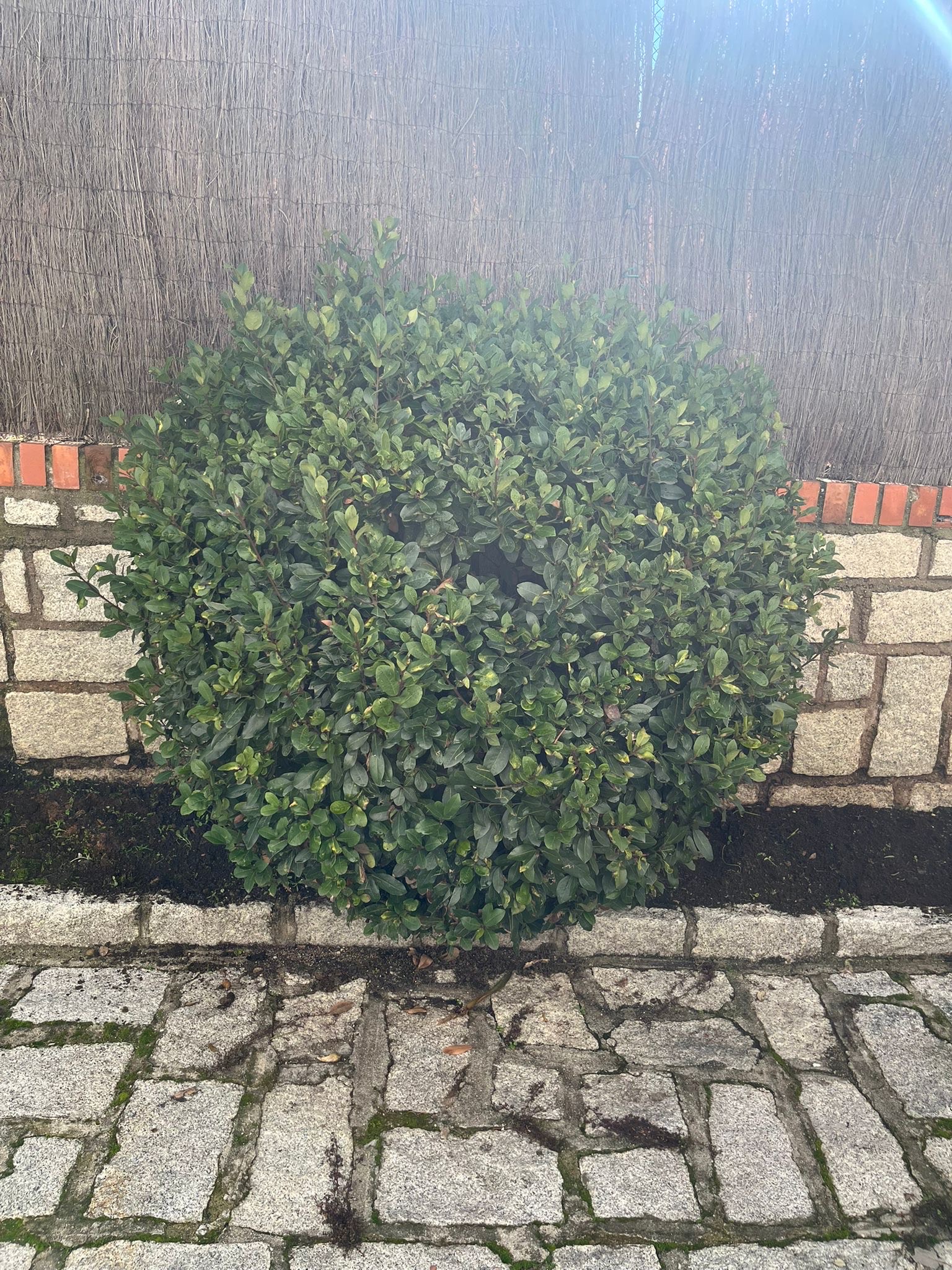 Seto antes del mantenimiento